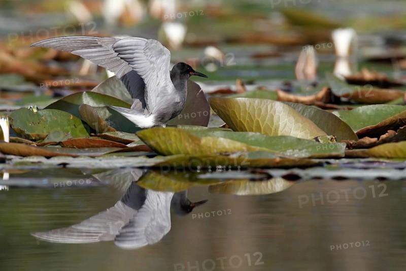 Black Tern