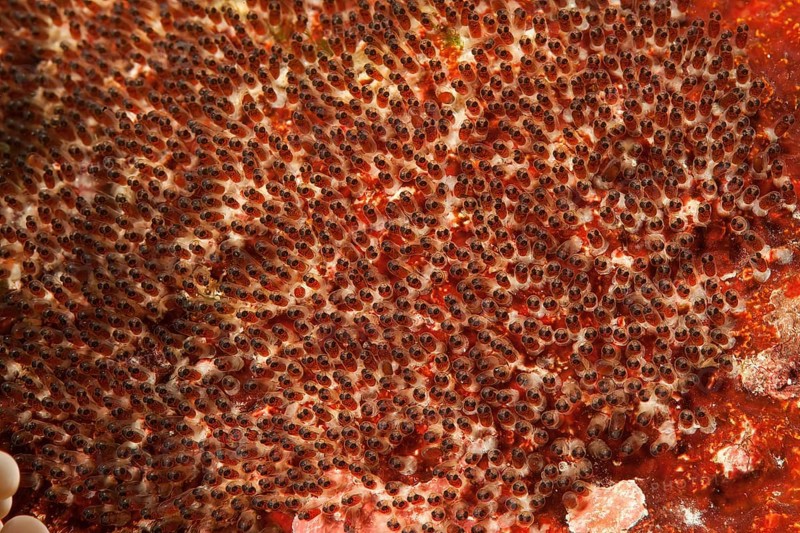 Close-up of egg clutch with well-developed embryo developed embryos with eyes of anemonefish orange-fin clownfish