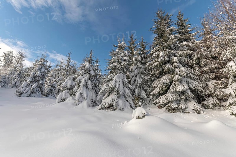 Fir forest under the snow in the mountains. Vosges