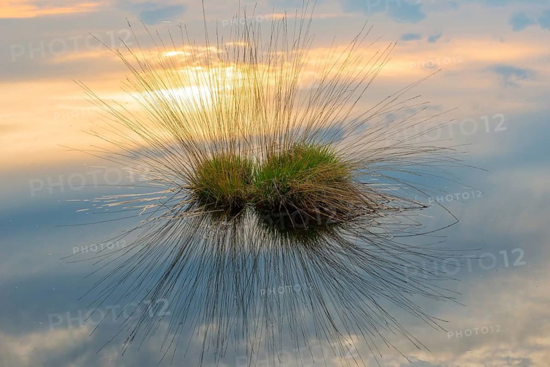 Bult or Bulte with grass growth in water surface