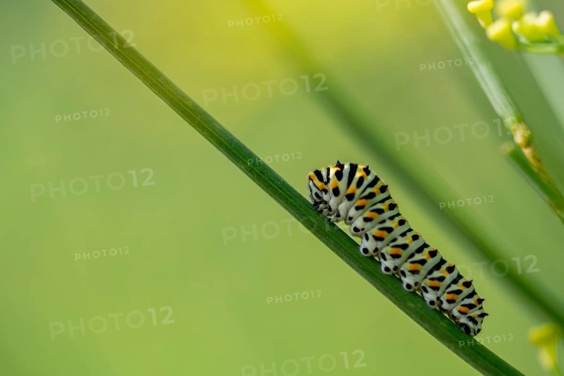 Swallowtail