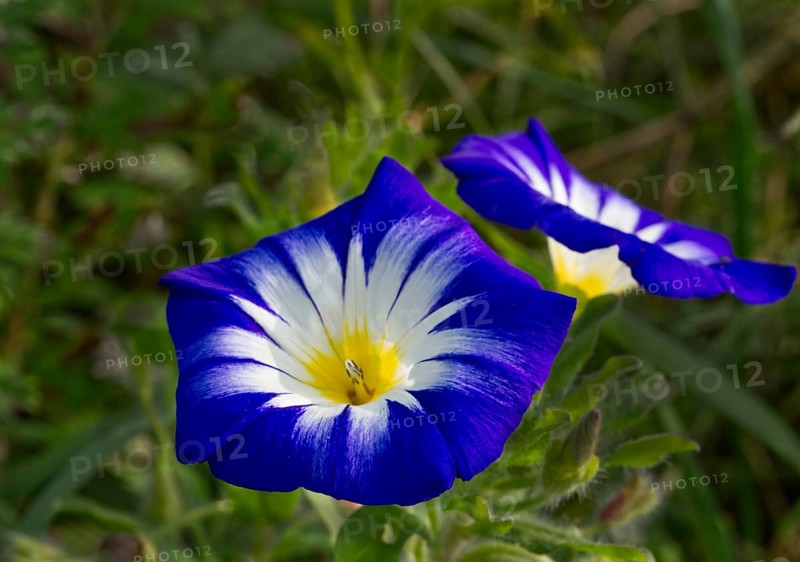 Dwarf morning glory