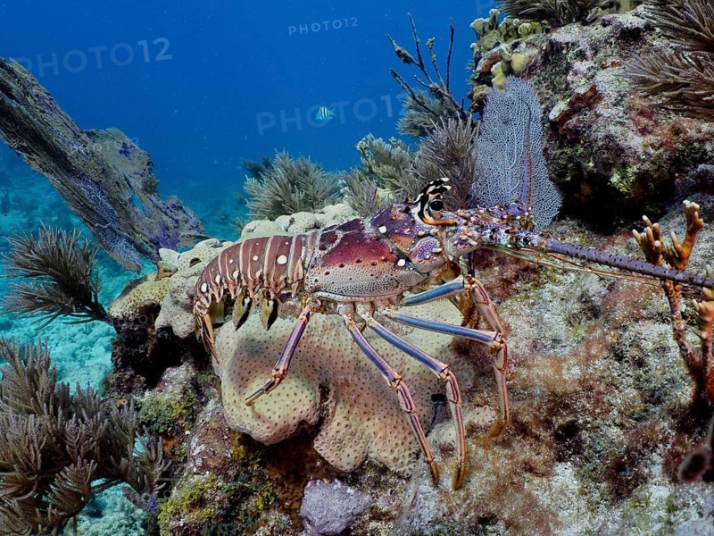 Caribbean spiny crayfish