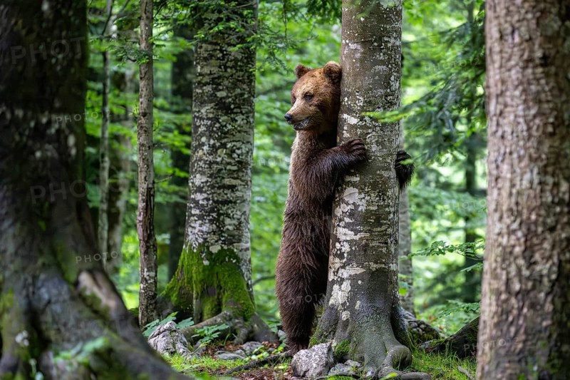 European brown bear
