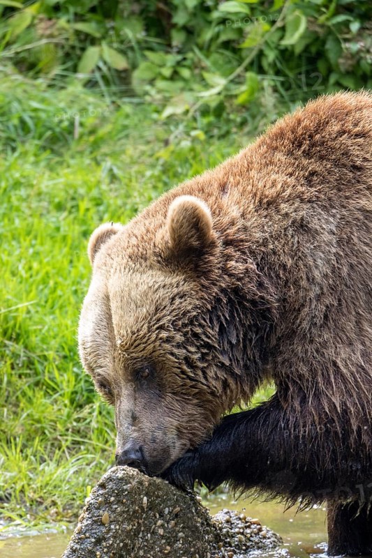 Brown bear in the animal enclosure