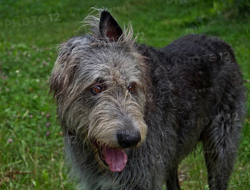 Irish Wolfhound