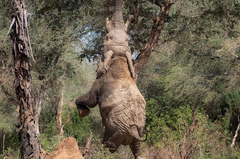 Elephant