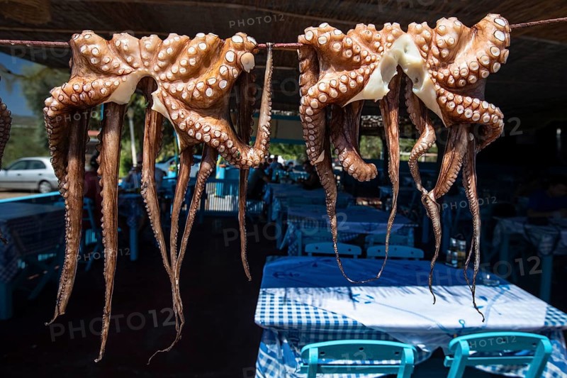 Octopus