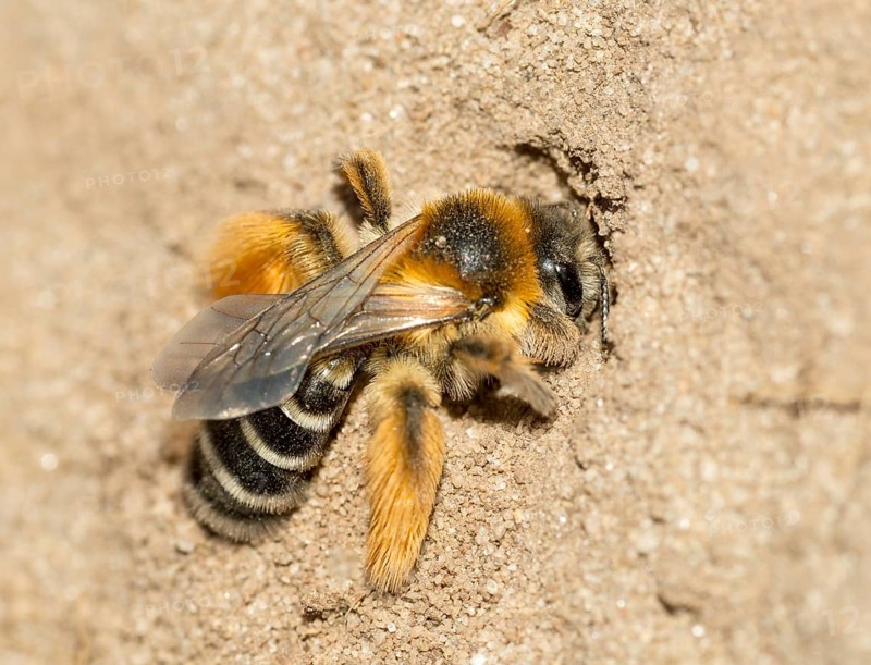 Rough-legged trouser bee or Brown-breasted trouser bee or Dark-fringed trouser bee or pantalon bee