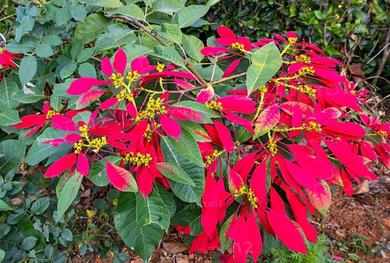 Christmas Star