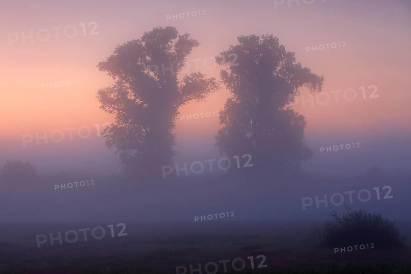 Autumnal foggy atmosphere in the morning in front of sunrise at an oxbow lake in the floodplain forest