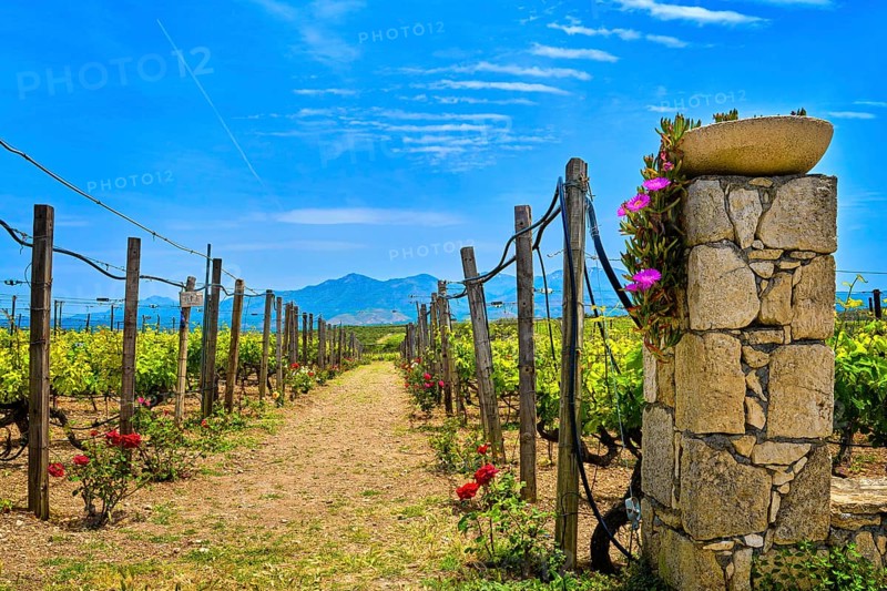 Beautiful landscape with entrance gate to vineyard fields and distant mountains