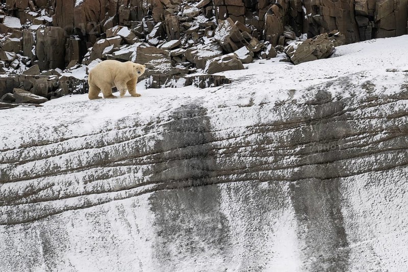 Polar bear