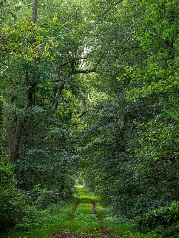 Deciduous forest and hiking trail in the Spreewald biosphere reserve