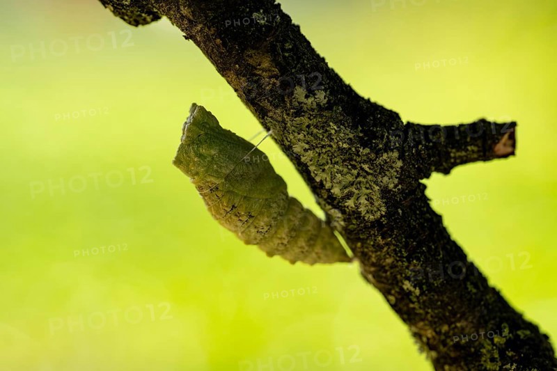 Swallowtail
