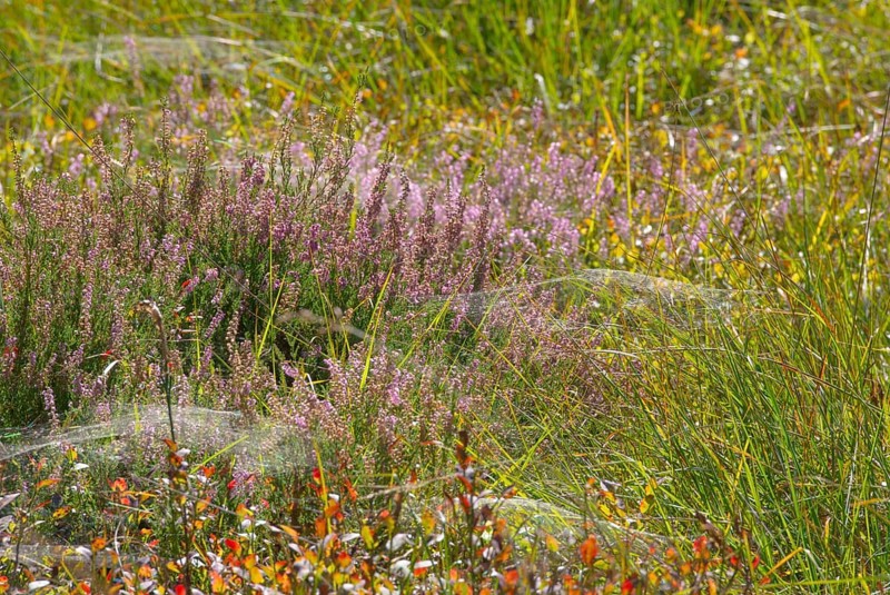 Flowering common heather