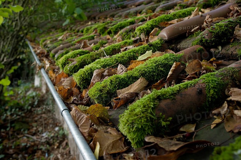 Blocked gutter and moss on roof tiles