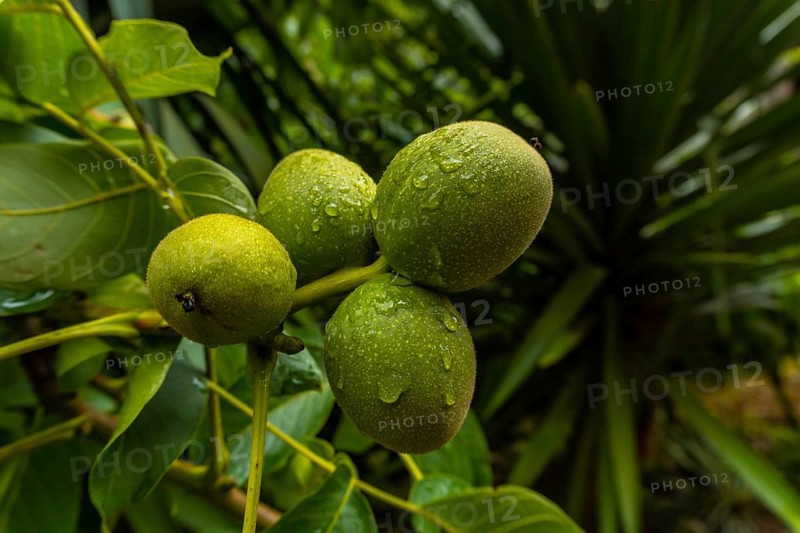 Green apples on the tree