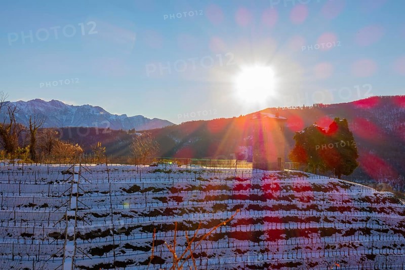 Vineyard with Snow in Winter and Sunbeam in Collina d'oro with Mountain in Lugano