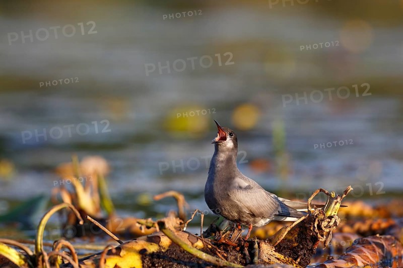Black Tern