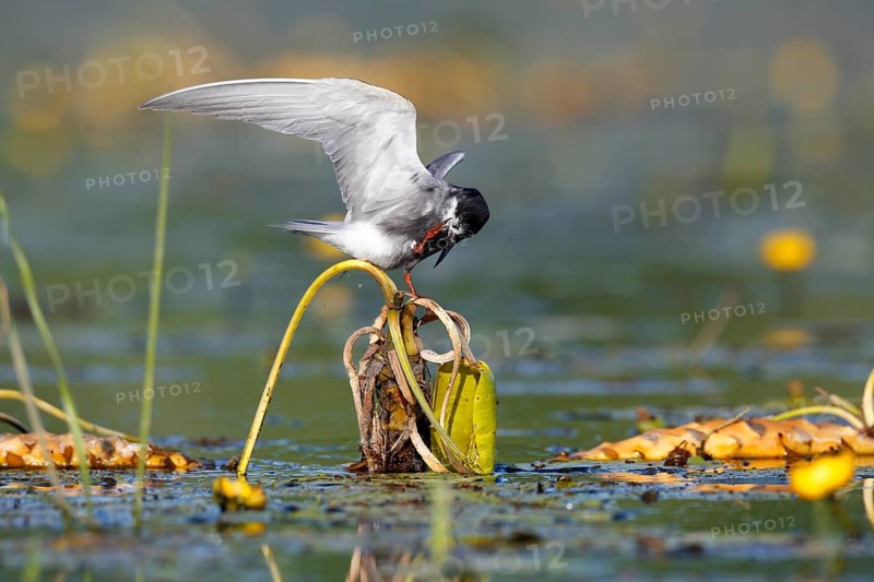 Black Tern