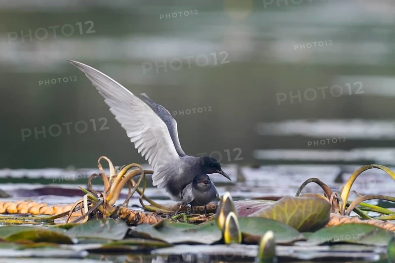 Black Tern