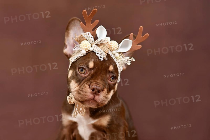 Portrait of Mocca Tan colored French Bulldog puppy with reindeer antlers on brown background
