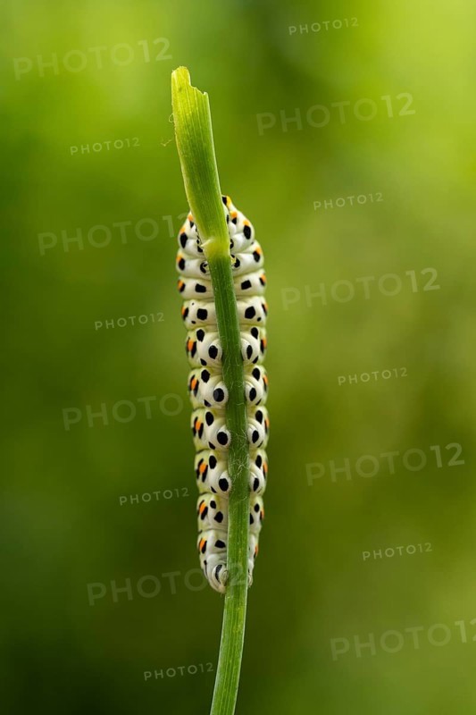 Swallowtail