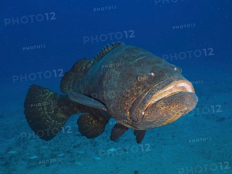 Atlantic goliath grouper