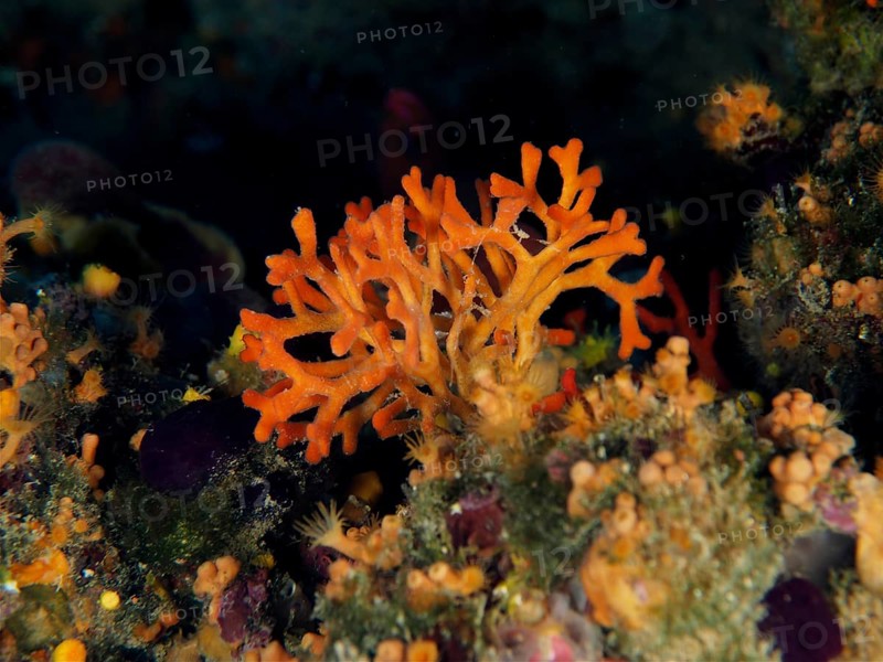 False coral