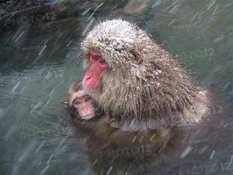 A snow monkey