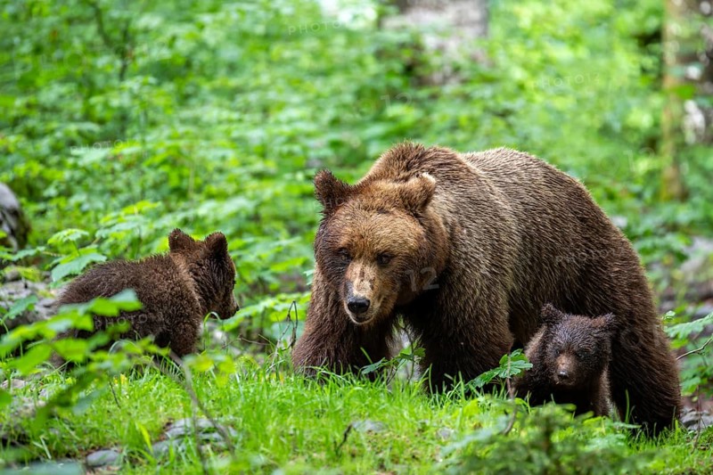 European brown bear