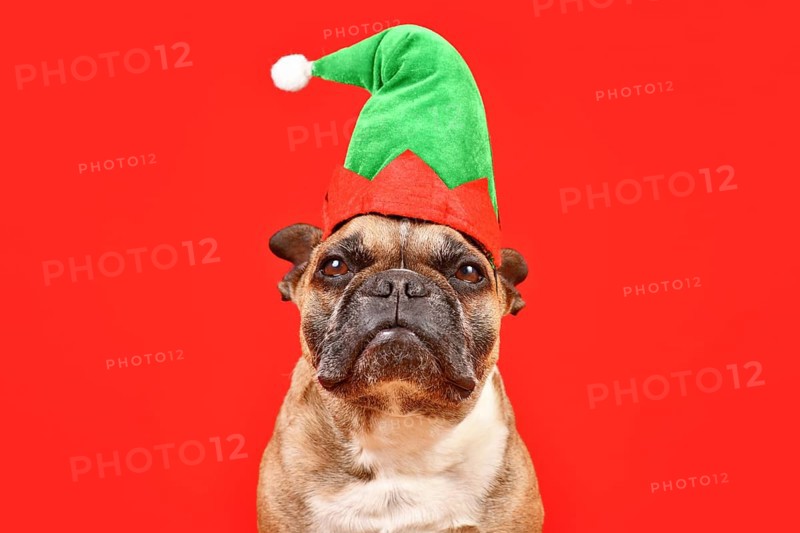 French Bulldog dog dressed up with Christmas elf costume hat in front of red background