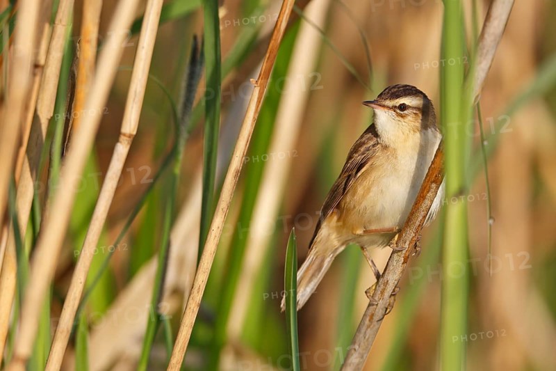 Sedge warbler
