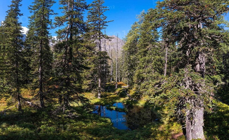 Moor pond on the nature adventure trail through the Rauris primeval forest