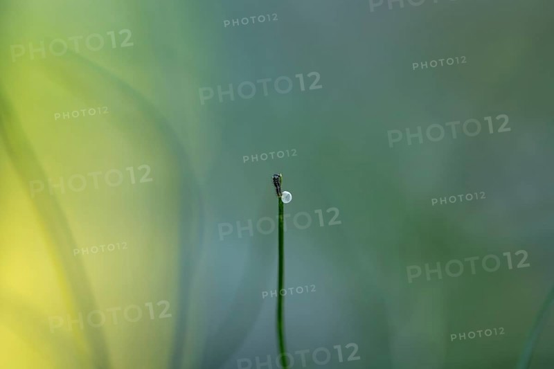 Egg with a freshly hatched swallowtail