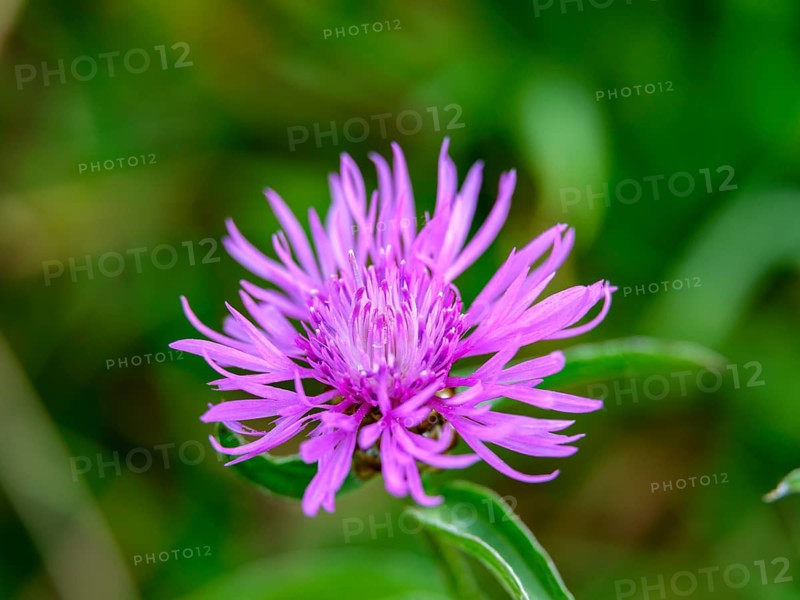 Brown knapweed