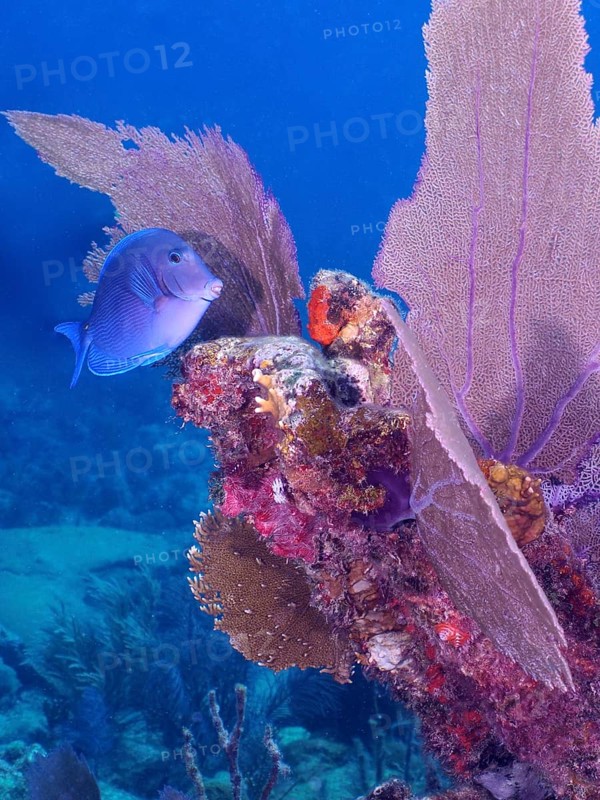 Atlantic blue tang