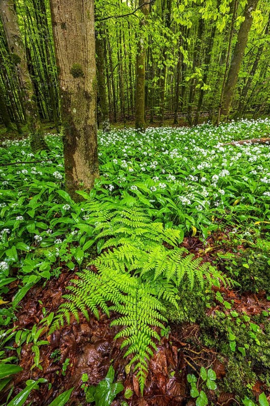 Blooming ramson