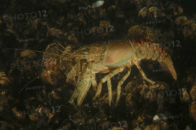 Crayfish