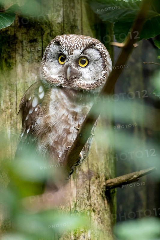 Rough-legged owl