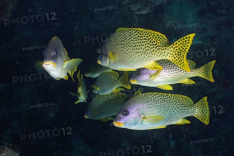 Swarm