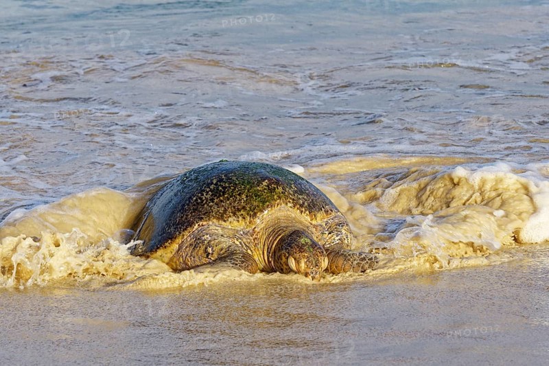 Leatherback turtle