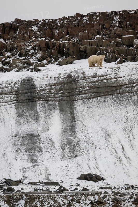 Polar bear