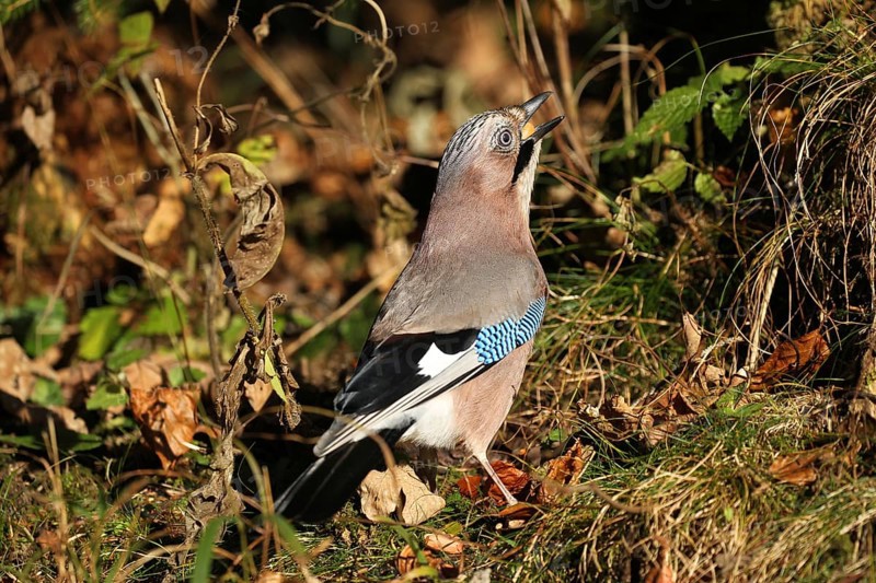 Eurasian jay