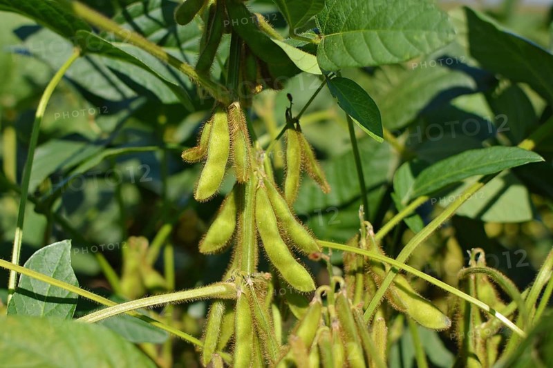 Soy beans in agricultural field in Europe