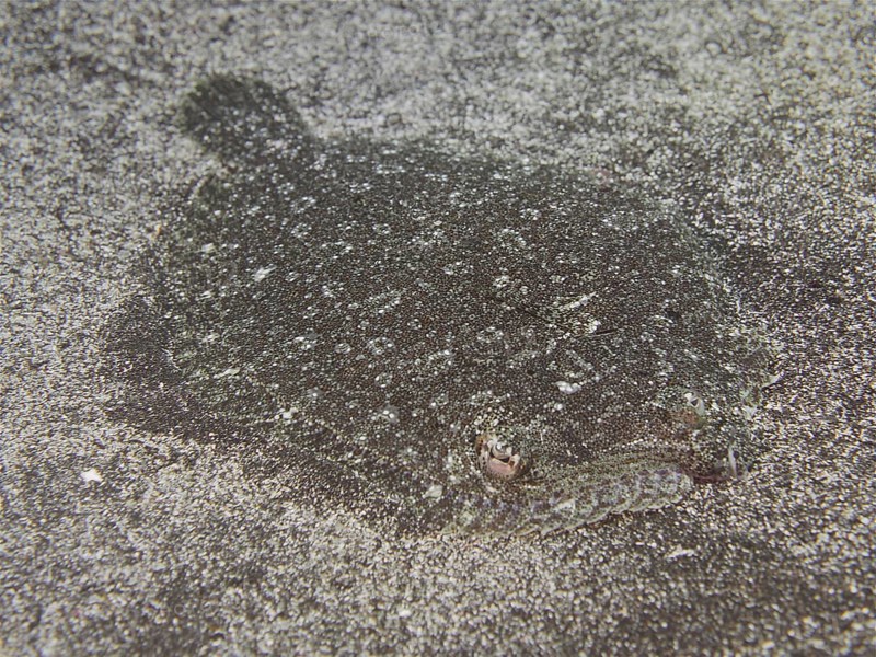 Well camouflaged flounder