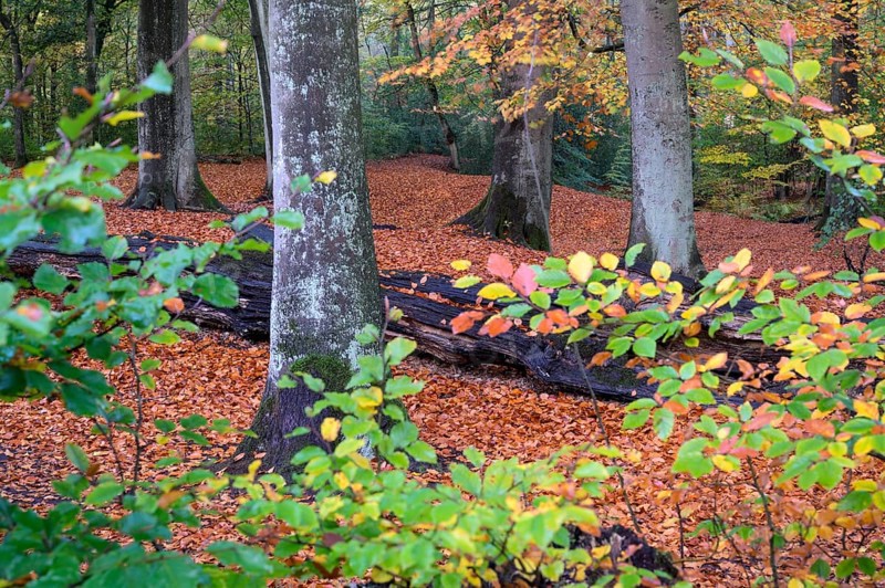 Beech forest in autumn