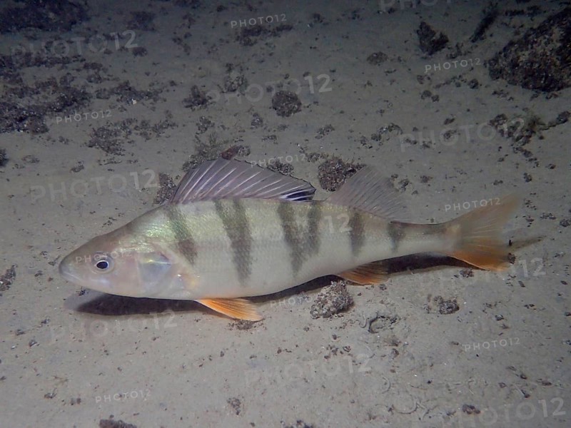 European perch