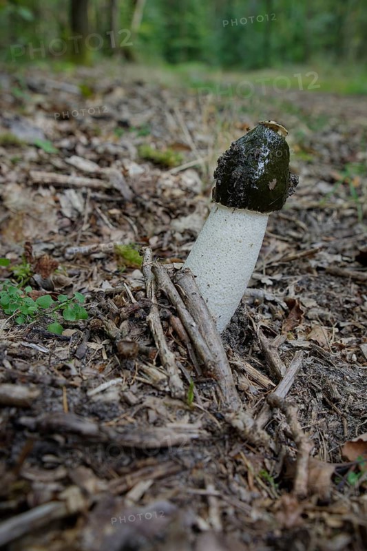 Common stinkhorn